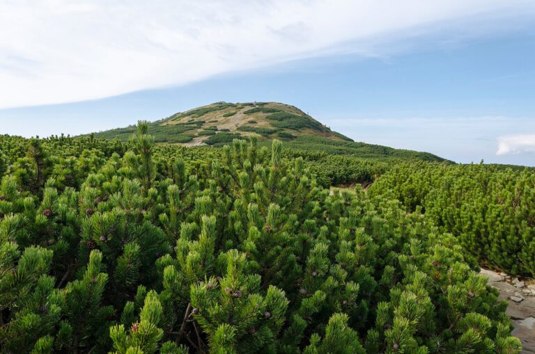 Babia hora z Lipnice Wielkej (Poľsko)