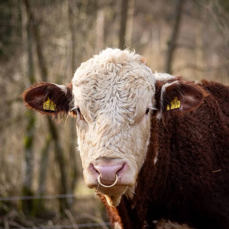 Fatrabeef
