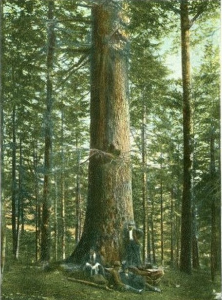 Gruba Jodła