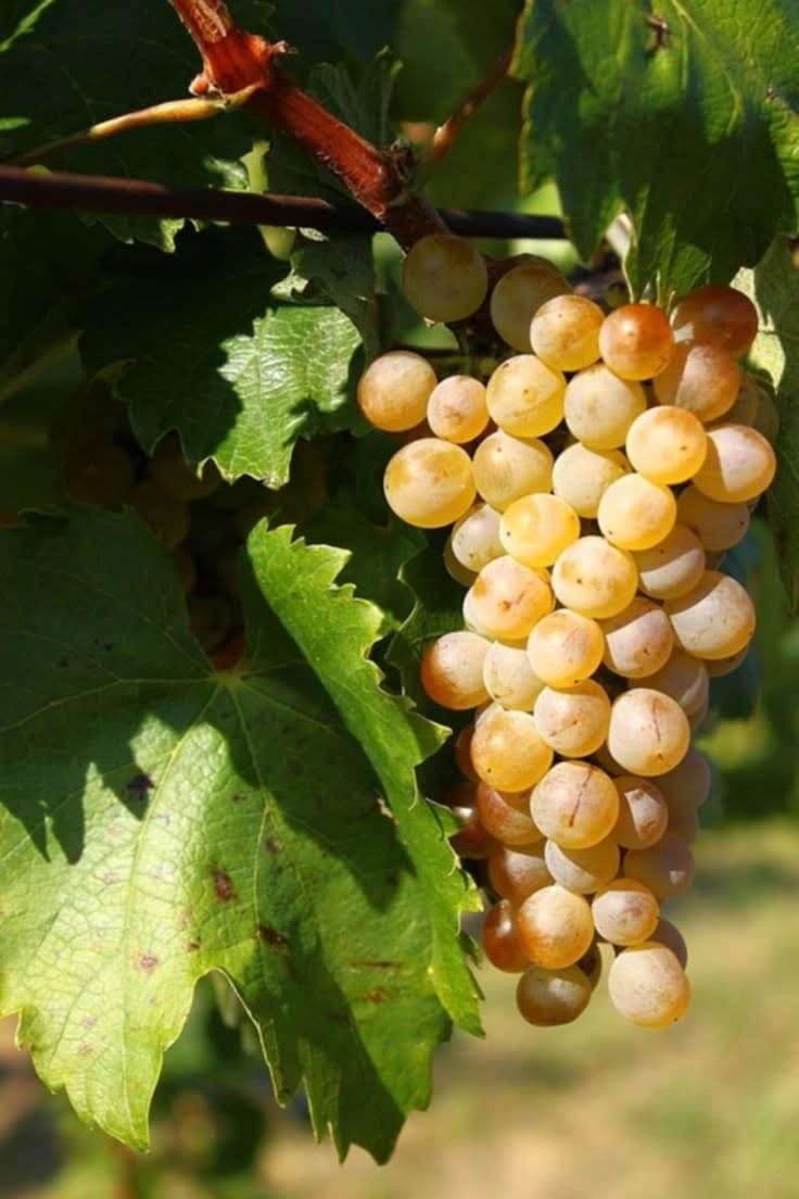 Vinotéka Tvrdošín